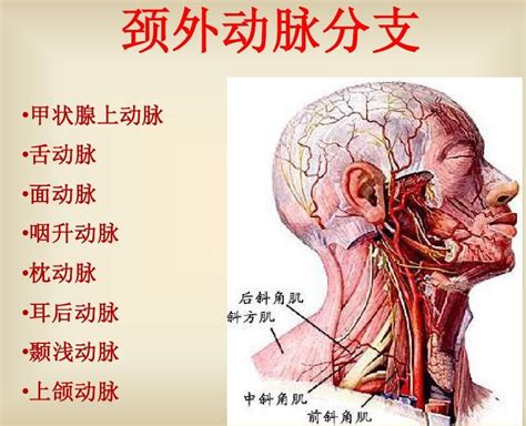 外頸動脈分支口訣|人體解剖學/頸外動脈